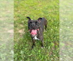 Small #3 American Staffordshire Terrier Mix