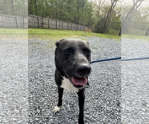 Diesel - COMING SOON! - Male Labrador Retriever-Unknown Mix Dog for Adoption - Photo #2