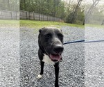 Small #1 Labrador Retriever Mix