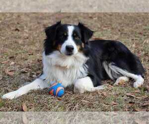Mother of the Miniature Australian Shepherd puppies born on 04/07/2025