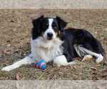 Small Photo #1 Miniature Australian Shepherd Puppy For Sale in DAWSON, GA, USA