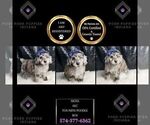 Small Photo #94 Poodle (Toy) Puppy For Sale in WARSAW, IN, USA