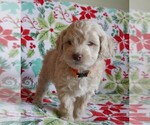 Puppy Blitzen Labradoodle