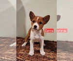 Small #10 Basenji