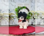 Small Maltipoo