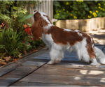 Small #1 Cavalier King Charles Spaniel