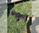 Small #4 Chinese Shar-Pei
