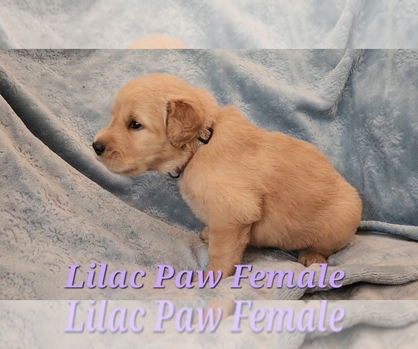 Medium Photo #5 Golden Retriever Puppy For Sale in CRAWFORDVILLE, FL, USA