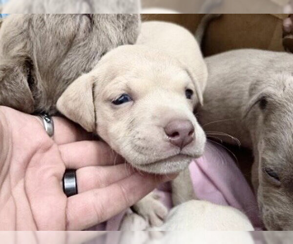 Medium Photo #1 Mutt Puppy For Sale in Houston, TX, USA