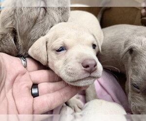 Mutt Dogs for adoption in Houston, TX, USA