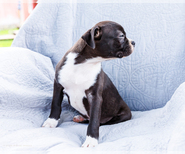 Medium Photo #4 Boston Terrier Puppy For Sale in WAKARUSA, IN, USA