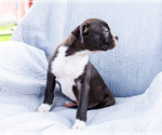 Small #3 Boston Terrier