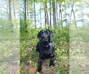 Mother of the Labrador Retriever puppies born on 08/19/2025