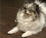 Small Photo #1 Pomeranian Puppy For Sale in CINCINNATI, OH, USA