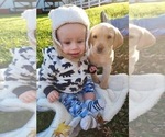 Small Photo #9 Labrador Retriever Puppy For Sale in GRAND RAPIDS, MN, USA