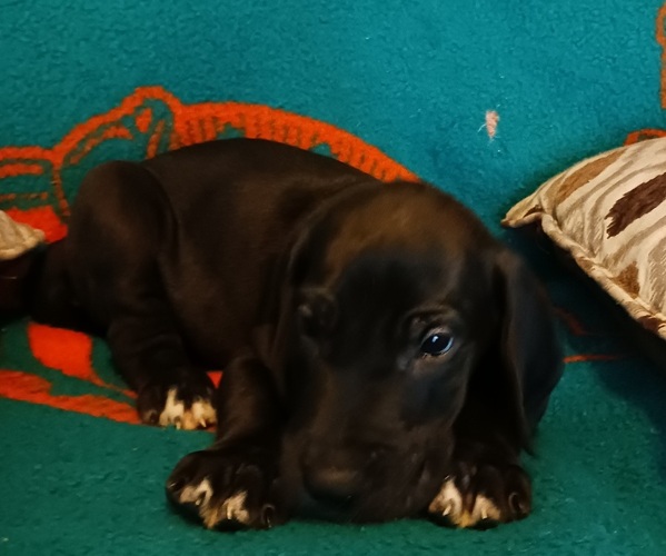 Medium Photo #1 Great Dane Puppy For Sale in ROCHESTER, NY, USA