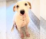 Small #1 Labrador Retriever