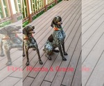 Small Photo #26 German Shorthaired Pointer Puppy For Sale in ARGONNE, WI, USA