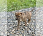 Small #2 American Bandogge mastiff