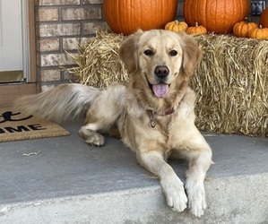 Mother of the Golden Retriever puppies born on 06/23/2026