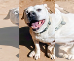 Small #1 Bulldog Mix