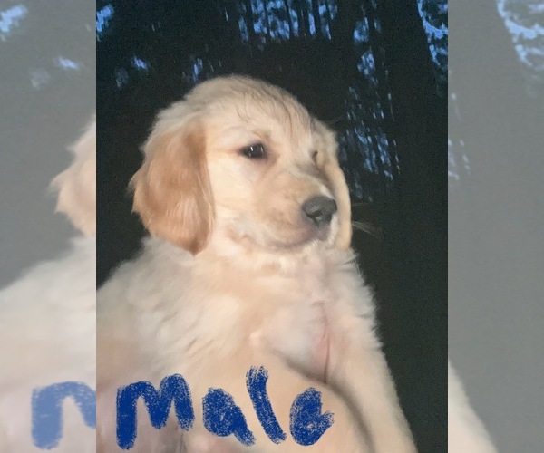 Medium Photo #1 Golden Retriever Puppy For Sale in WILLIAMSBURG, VA, USA