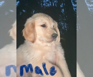 Golden Retriever Puppy for sale in WILLIAMSBURG, VA, USA