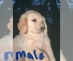 Small Golden Retriever
