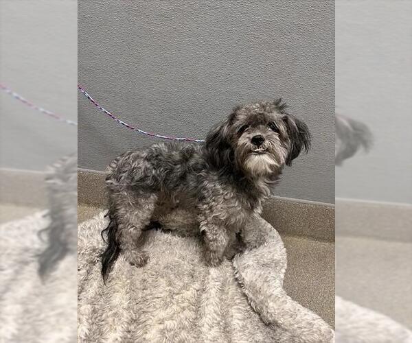 Medium Photo #1 Shih Tzu-Unknown Mix Puppy For Sale in Las Vegas, NV, USA
