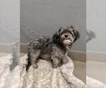 Small Shih Tzu Mix