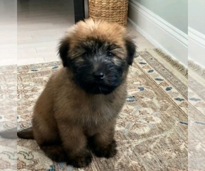 Soft Coated Wheaten Terrier Puppy for sale in LITITZ, PA, USA