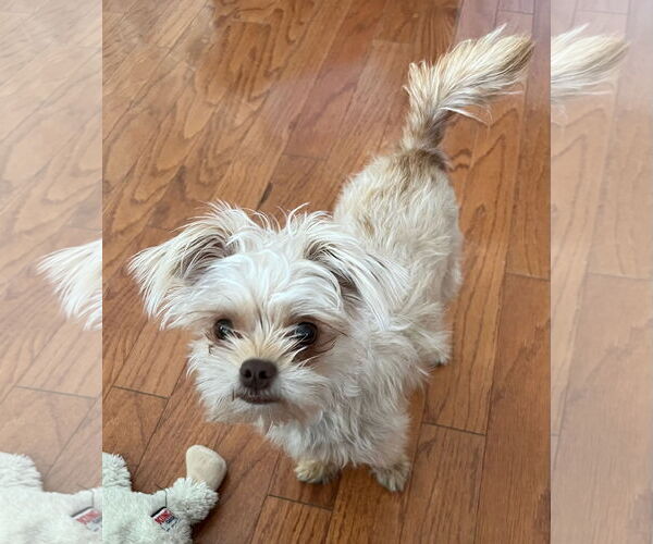 Medium Photo #3 Mutt Puppy For Sale in Morganville, NJ, USA