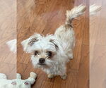 Small #2 Mutt
