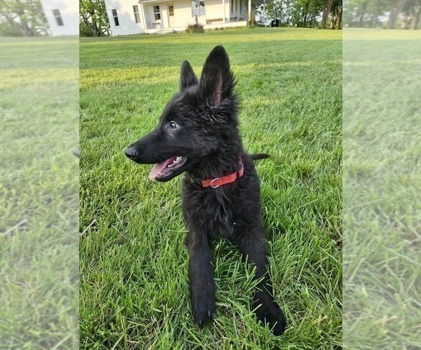 Medium Photo #5 German Shepherd Dog Puppy For Sale in EOLIA, MO, USA