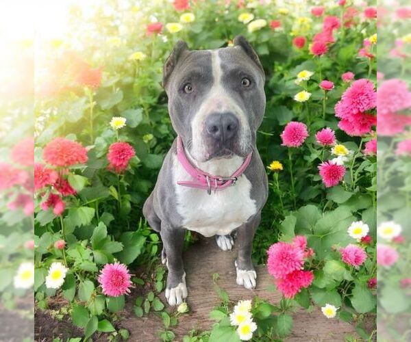 Medium Photo #5 American Pit Bull Terrier-Unknown Mix Puppy For Sale in Saegertown , PA, USA