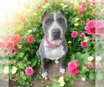 Small #4 American Pit Bull Terrier Mix