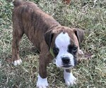 Puppy Ozzie Boxer
