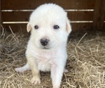 Puppy 2 Great Pyrenees