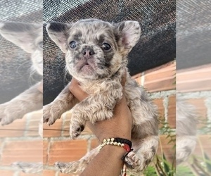 French Bulldog Puppy for sale in SAN FRANCISCO, CA, USA
