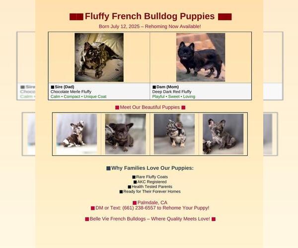 Medium Photo #1 French Bulldog Puppy For Sale in PALMDALE, CA, USA