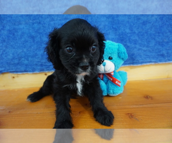 Medium Photo #3 Cavalier King Charles Spaniel Puppy For Sale in CHILTON, WI, USA
