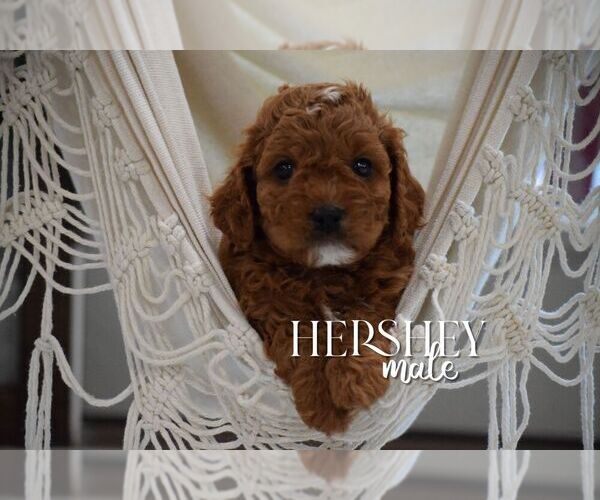 Medium Photo #2 Cavapoo Puppy For Sale in STANLEY, WI, USA