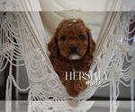 Small #1 Cavapoo