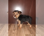 Small #9 Poodle (Toy)