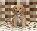 Small #2 Bernedoodle (Miniature)-Cavapoo (Miniature) Mix