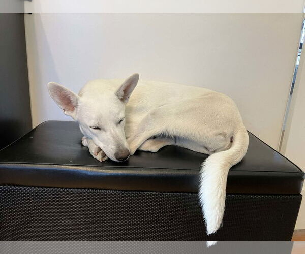 Medium Photo #16 Mutt Puppy For Sale in San Diego, CA, USA