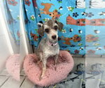 Small #4 Poodle (Miniature)