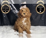 Small Photo #66 Goldendoodle (Miniature) Puppy For Sale in WARSAW, IN, USA