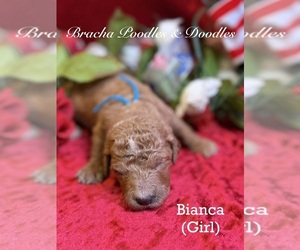 Goldendoodle Puppy for sale in SAINT CLOUD, MN, USA