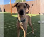 Small #27 Labrador Retriever Mix